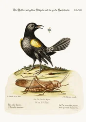 The Yellow-winged Pye, and Greatest Locust, 1749-73